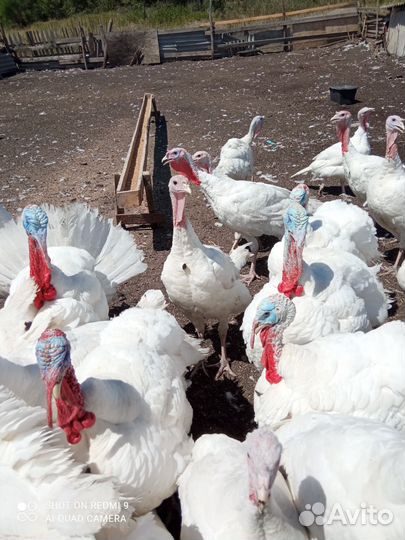 Индюки на мясо краснодарский край