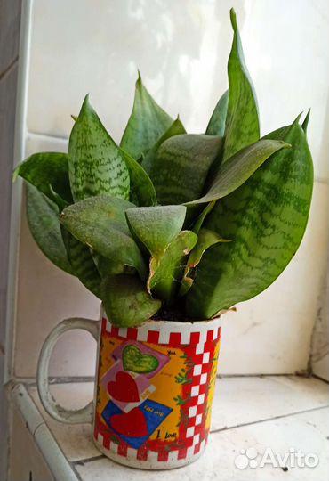 Сансевиерия ханни