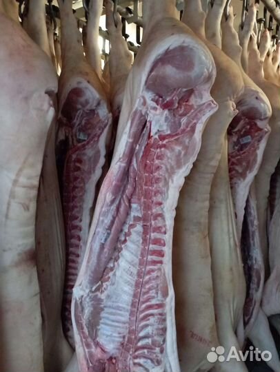 Мясо свинина