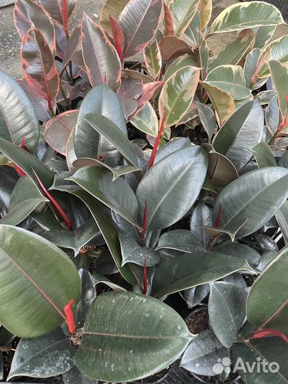 Фикусы большой выбор