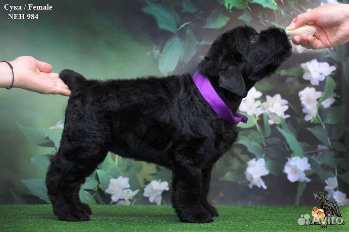 Щенок Русского Чёрного Терьера