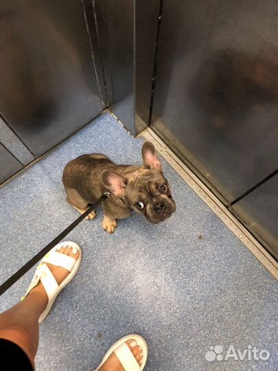 Французский бульдог