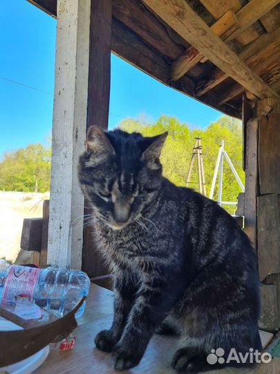 Кошка в дар