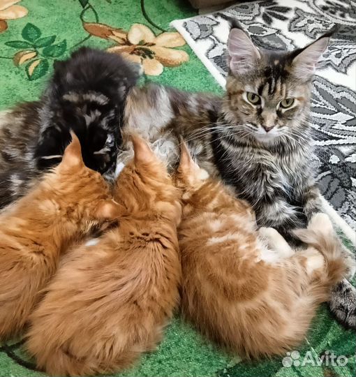 Котята мейн-кун