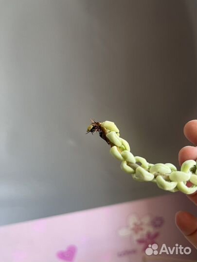 Суккуленты. Седум моргана,эхеверия лау, церопегия