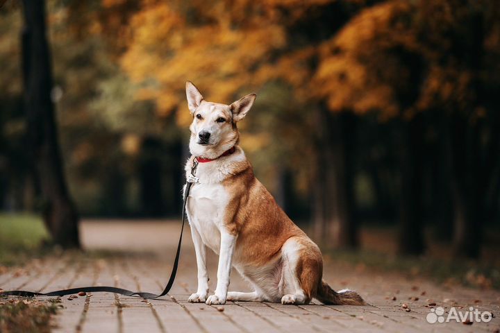 Собака в добрые руки