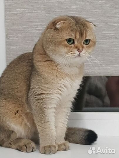 Шотландский вислоухий кот