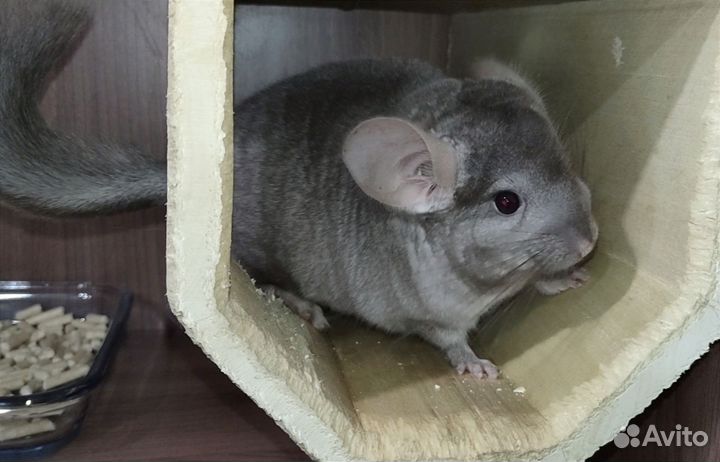 Мальчик шиншиллы