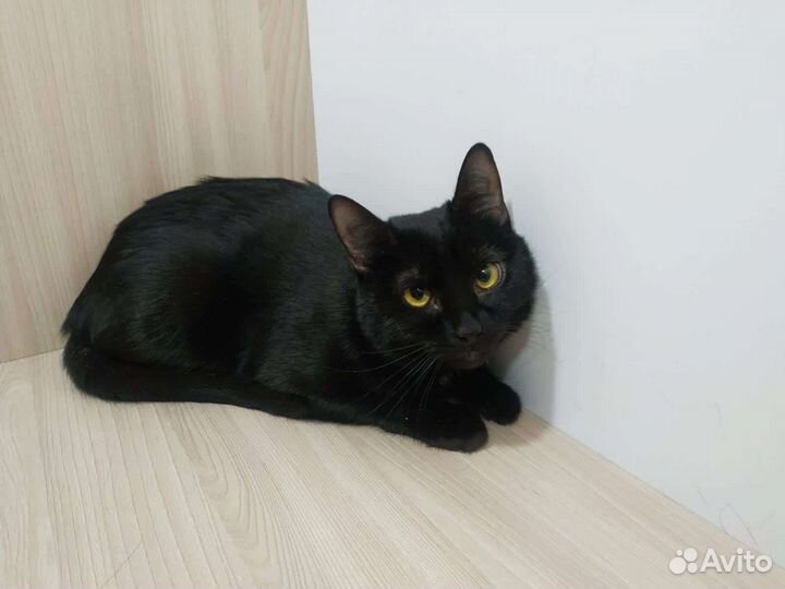 Кошка в дар