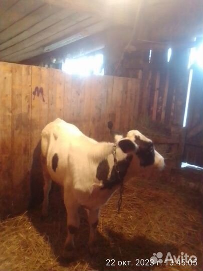 Бычёк голштин