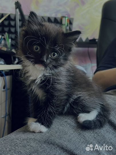 Шотландский котёнок