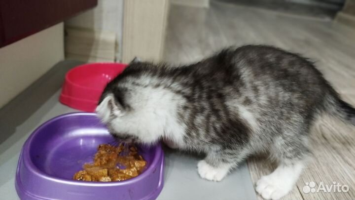 Шотландская вислаухая