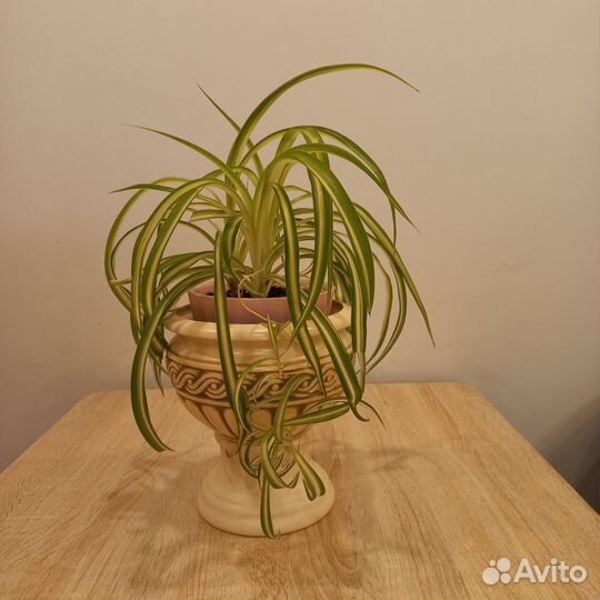 Хлорофитум кудрявый бонни