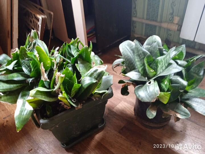 Комнатные цветы