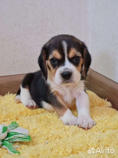 Бигль трехцветные мальчики