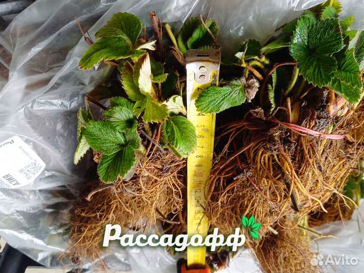 Рассада клубники. Фриго