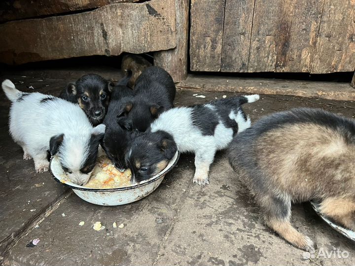 Отдам в добрые руки щенков