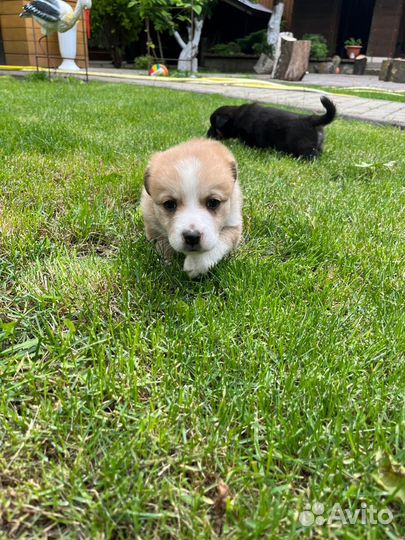 Щенки мальчики (1,5 месяца) в добрые руки