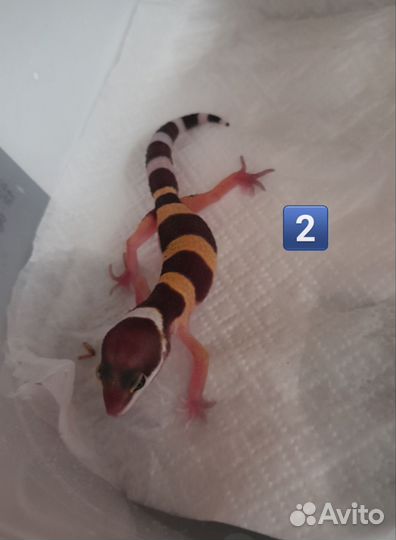 Эублефар малыши 2024