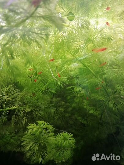 Мальки Меченосца