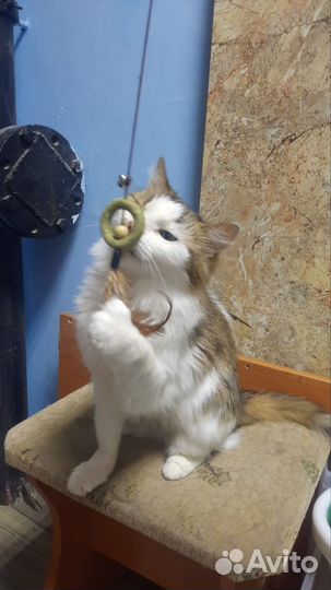 Найдена кошка