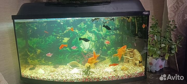 Аквариум с рыбками