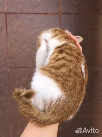 Европейская