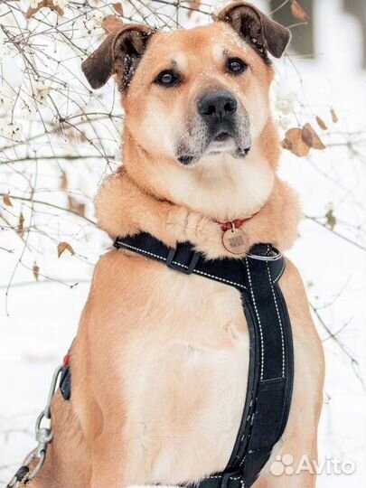 Собака в добрые руки