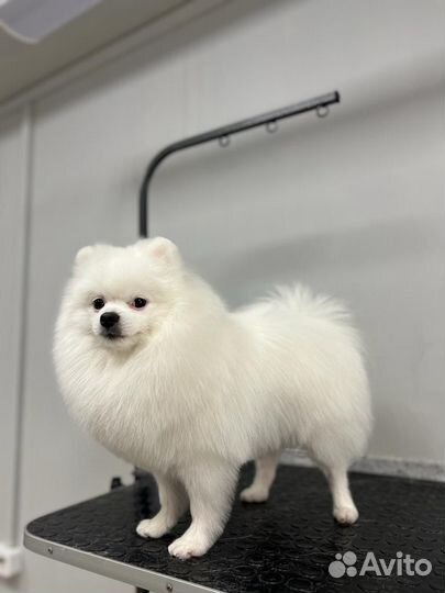 Вакансия грумер