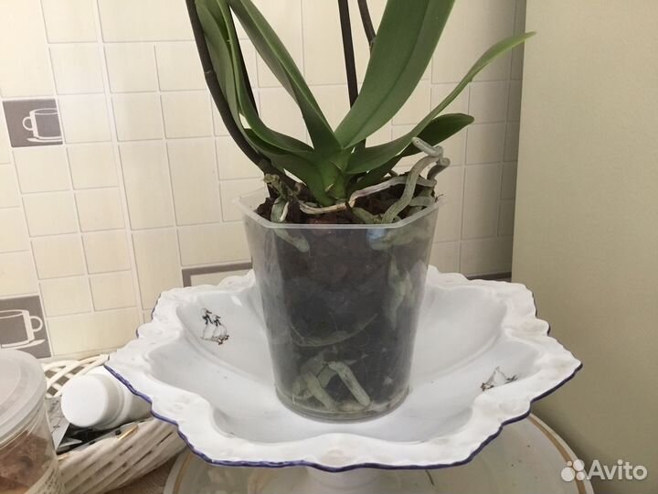 Орхидея бабочка 