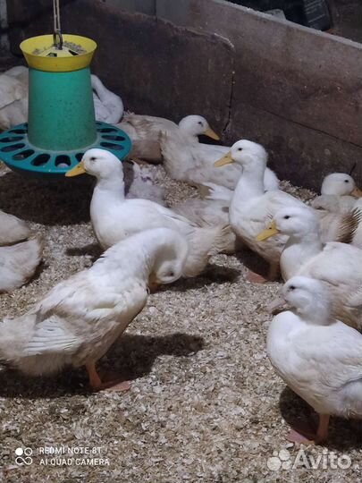 Утки, гуси, муларды, индоутки, индюки