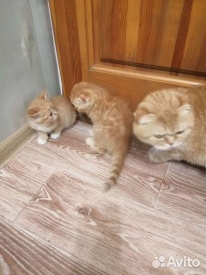 Шотландские вислоухие прямоухие котята