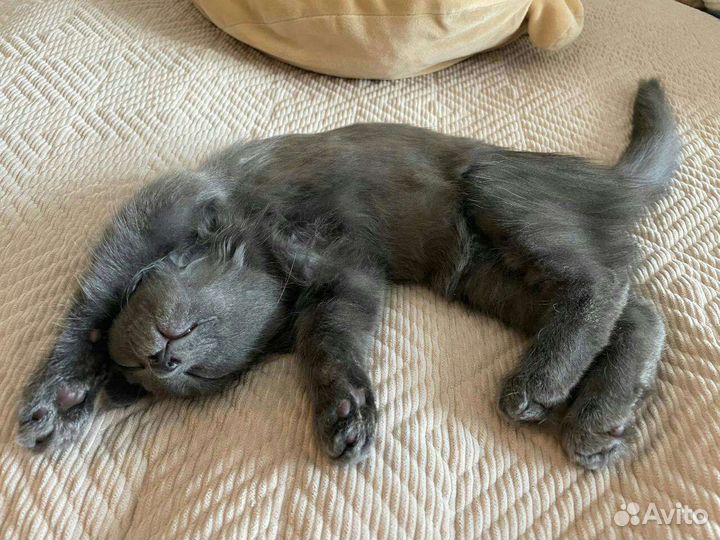 Котенок нибелунга