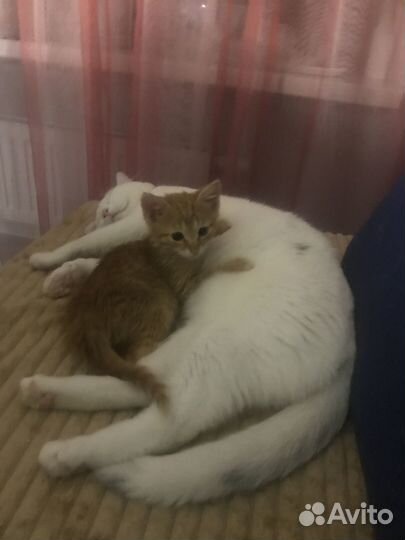 Котята в добрые руки бесплатно коты