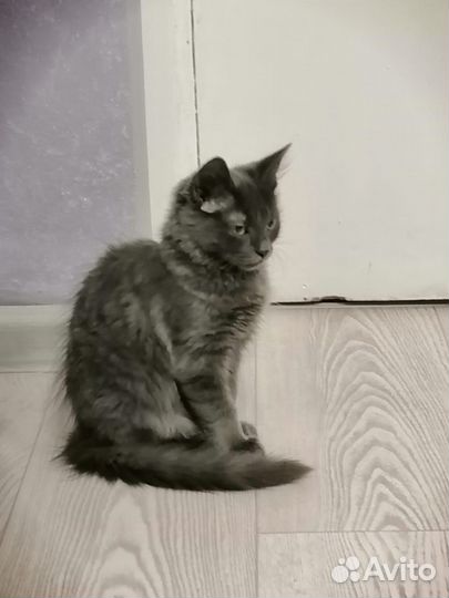 Кошки в добрые руки бесплатно