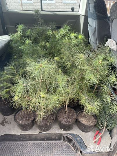 Сосна Веймутова