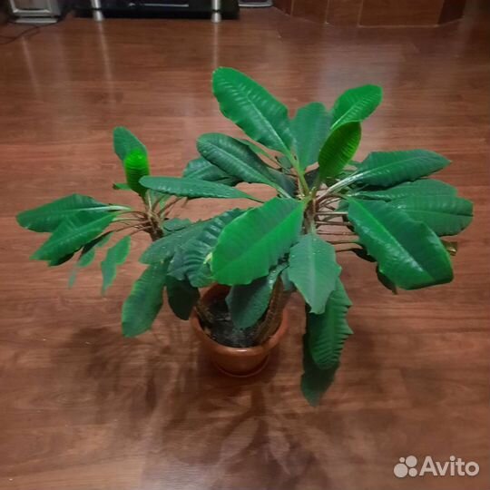 Молочай беложильчатый