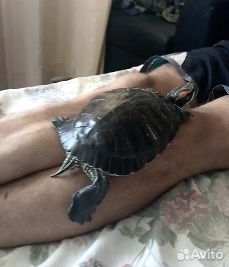 Продам Черепаху красноухую