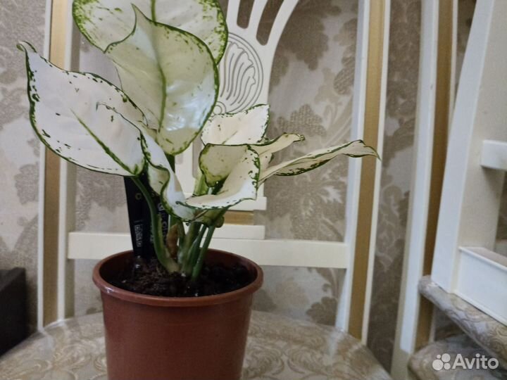 Кордилина
