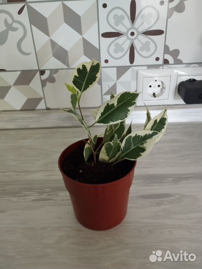 Фикус бенджамина