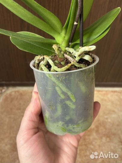 Орхидея фаленопсис