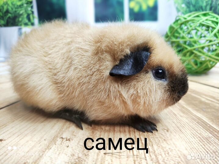 Морские свинки Американ.Тедди(мальчики)