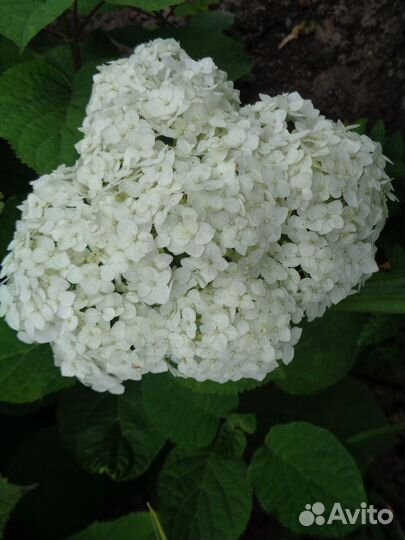 Барбарис, гортензия,пузыреплодник