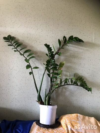 Комнатные растения большие