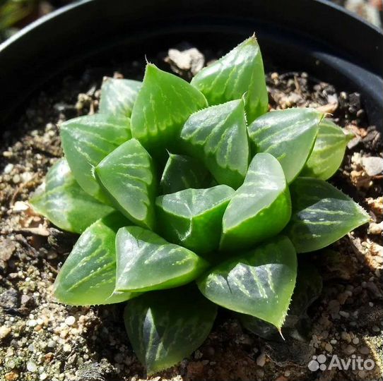 Хавортия ретуза Суккуленты по всей России