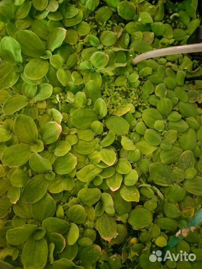 Аквариумные растения