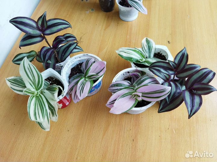 Набор традесканций