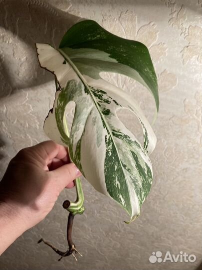 Монстера Альба