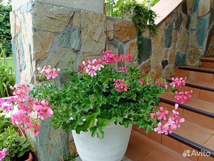 Ампельная герань