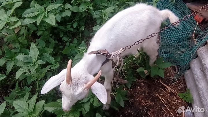 Козел зааненский